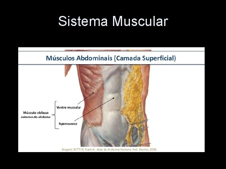 Sistema Muscular 