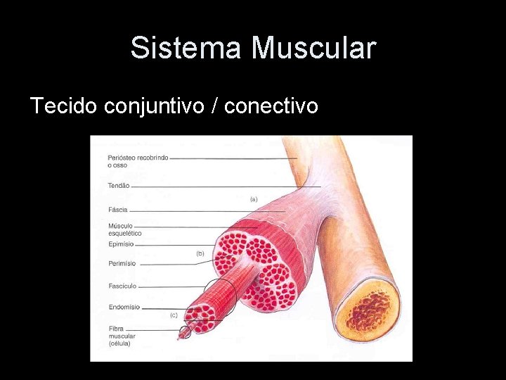 Sistema Muscular Tecido conjuntivo / conectivo 