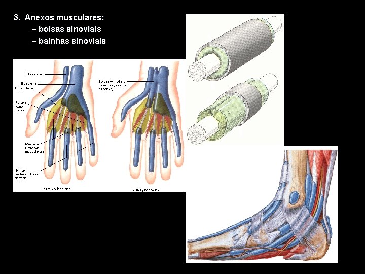3. Anexos musculares: – bolsas sinoviais – bainhas sinoviais 