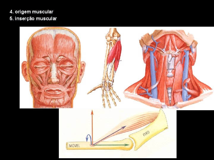 4. origem muscular 5. inserção muscular 