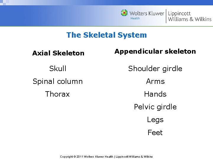 The Skeletal System Axial Skeleton Appendicular skeleton Skull Shoulder girdle Spinal column Arms Thorax