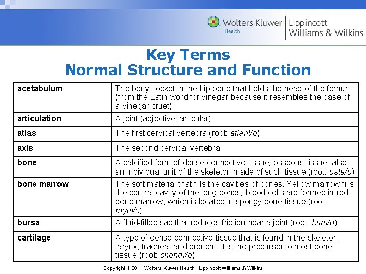 Key Terms Normal Structure and Function acetabulum The bony socket in the hip bone