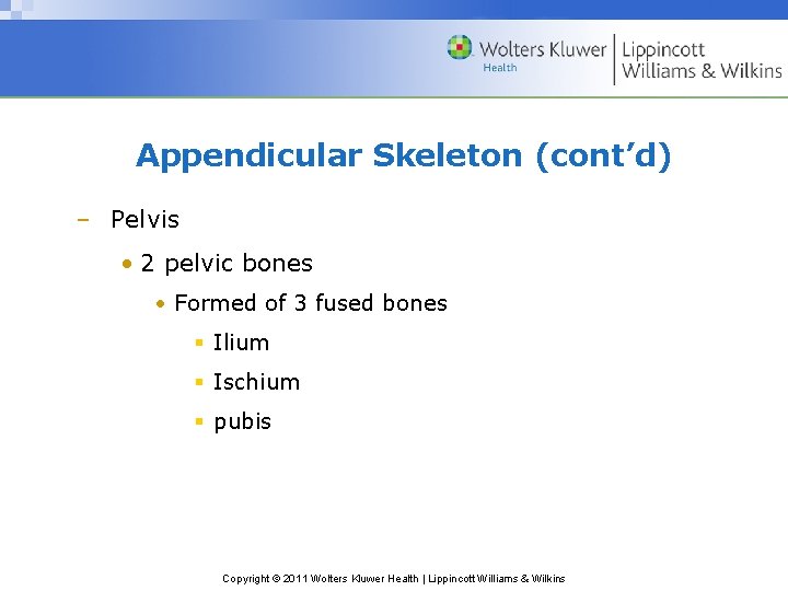 Appendicular Skeleton (cont’d) – Pelvis • 2 pelvic bones • Formed of 3 fused