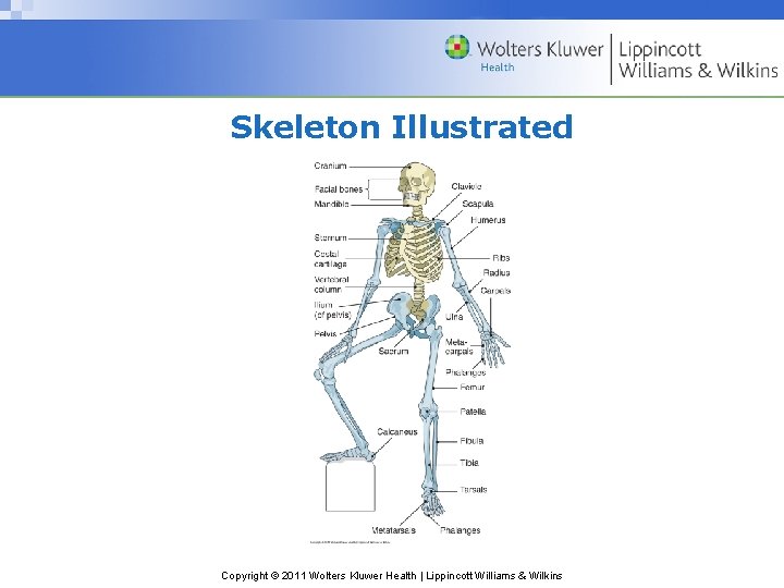 Skeleton Illustrated Copyright © 2011 Wolters Kluwer Health | Lippincott Williams & Wilkins 