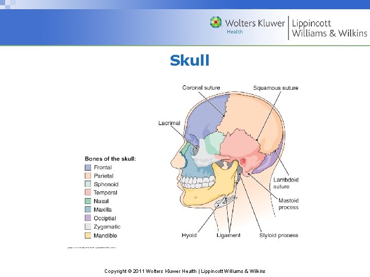 Skull Copyright © 2011 Wolters Kluwer Health | Lippincott Williams & Wilkins 