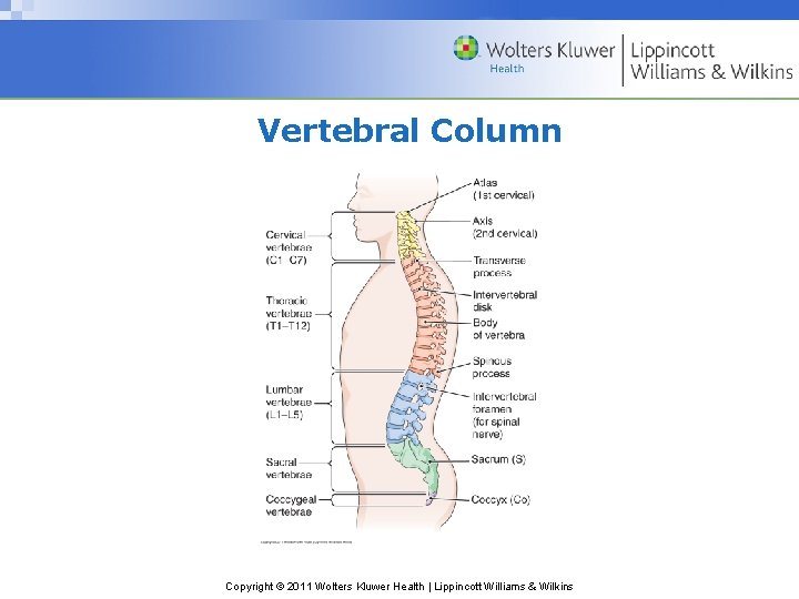 Vertebral Column Copyright © 2011 Wolters Kluwer Health | Lippincott Williams & Wilkins 