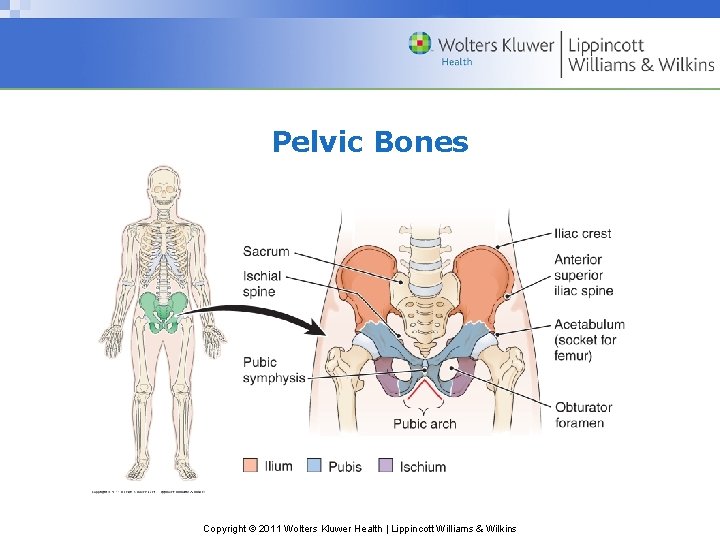 Pelvic Bones Copyright © 2011 Wolters Kluwer Health | Lippincott Williams & Wilkins 