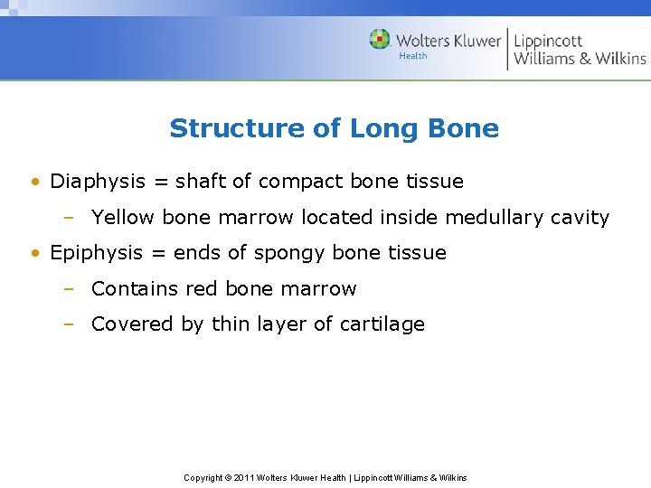 Structure of Long Bone • Diaphysis = shaft of compact bone tissue – Yellow