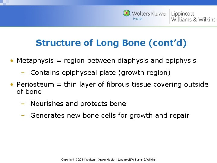 Structure of Long Bone (cont’d) • Metaphysis = region between diaphysis and epiphysis –