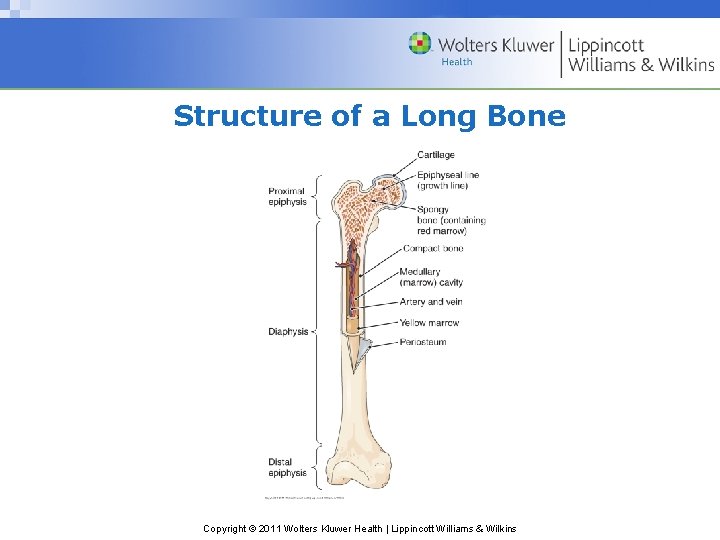 Structure of a Long Bone Copyright © 2011 Wolters Kluwer Health | Lippincott Williams