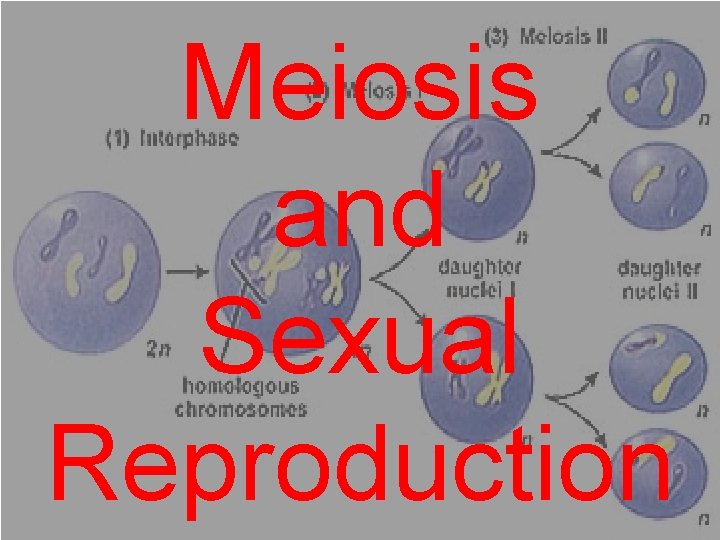 Meiosis and Sexual Reproduction 