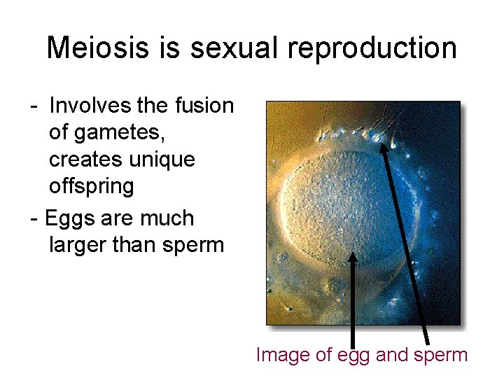 Meiosis is sexual reproduction - Involves the fusion of gametes, creates unique offspring -