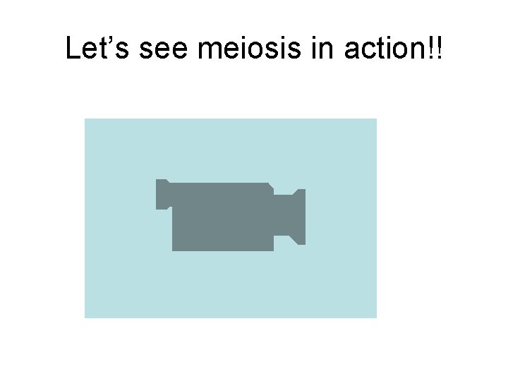 Let’s see meiosis in action!! 