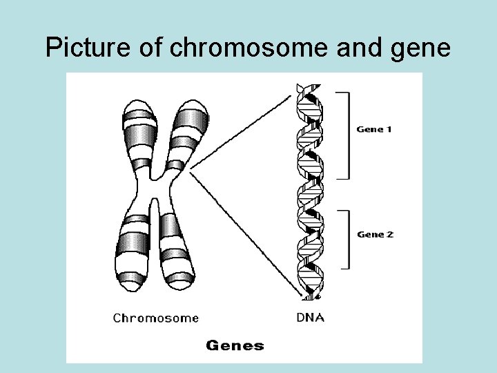 Picture of chromosome and gene 