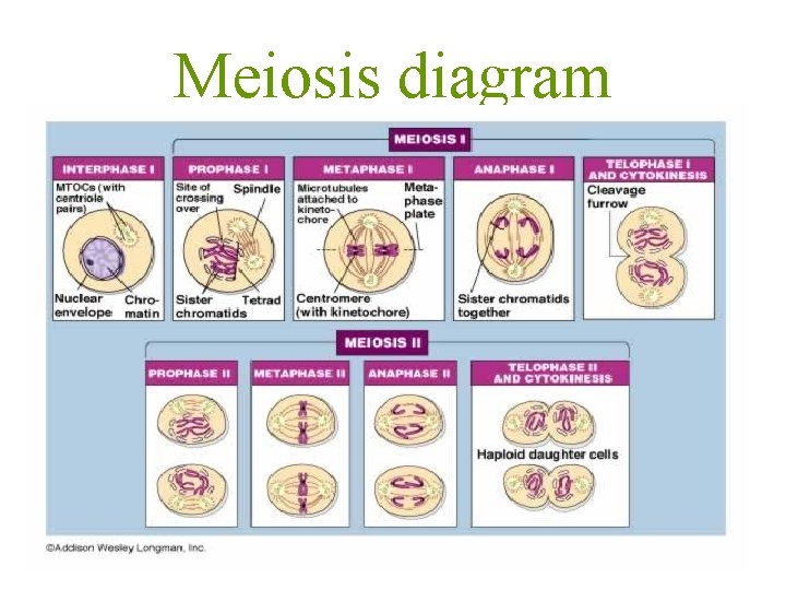 Meiosis diagram 