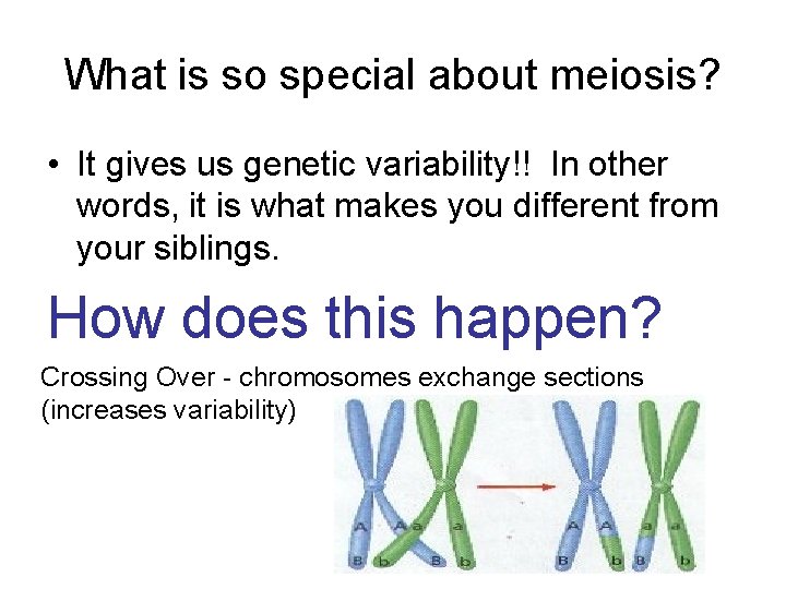 What is so special about meiosis? • It gives us genetic variability!! In other