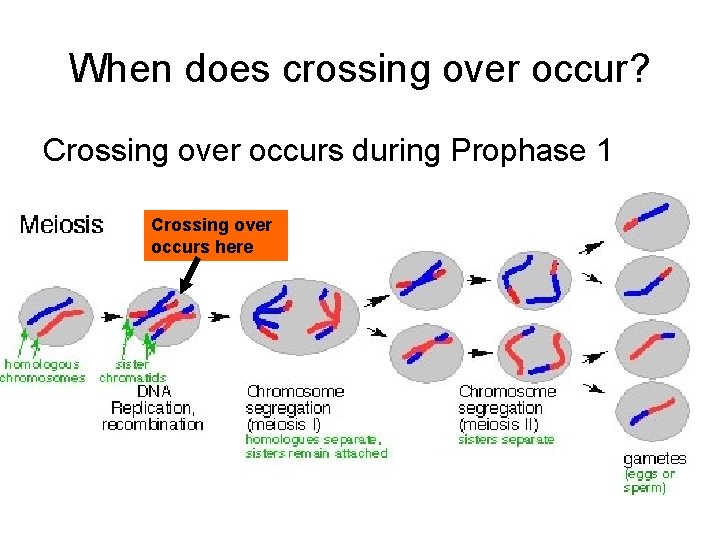 When does crossing over occur? Crossing over occurs during Prophase 1 Crossing over occurs