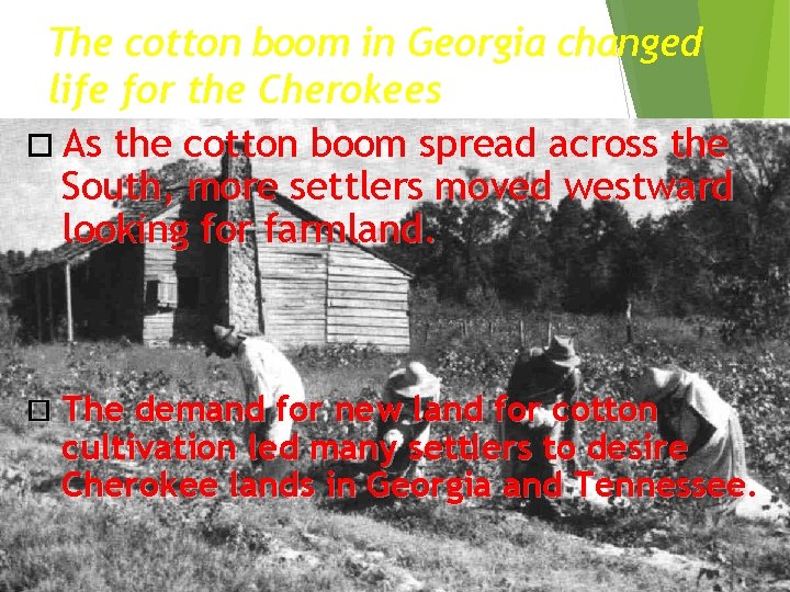 The cotton boom in Georgia changed life for the Cherokees As the cotton boom