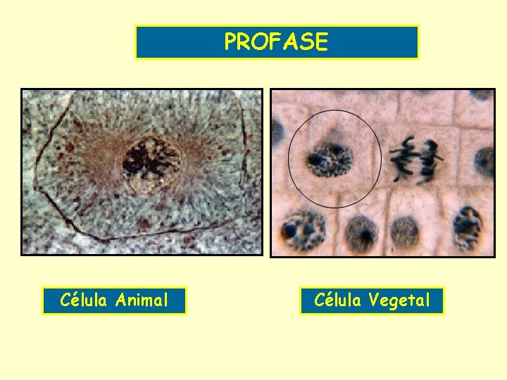 PROFASE Célula Animal Célula Vegetal 