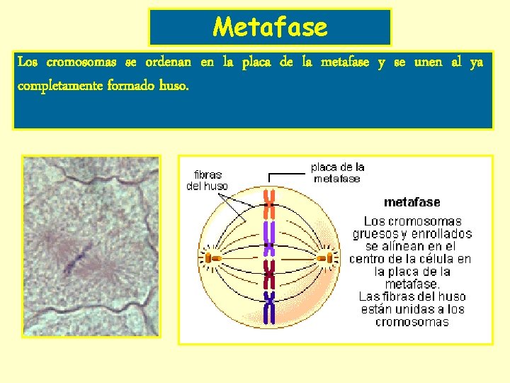 Metafase Los cromosomas se ordenan en la placa de la metafase y se unen