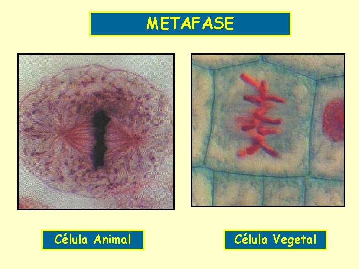 METAFASE Célula Animal Célula Vegetal 