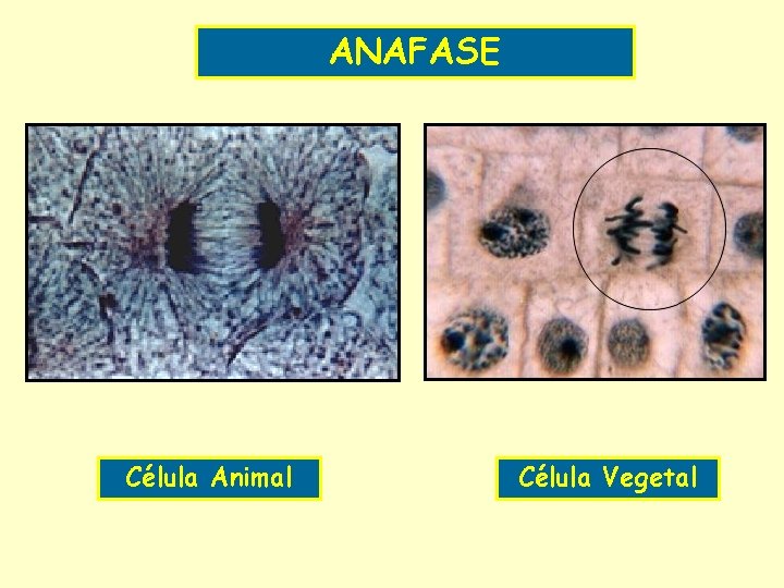 ANAFASE Célula Animal Célula Vegetal 