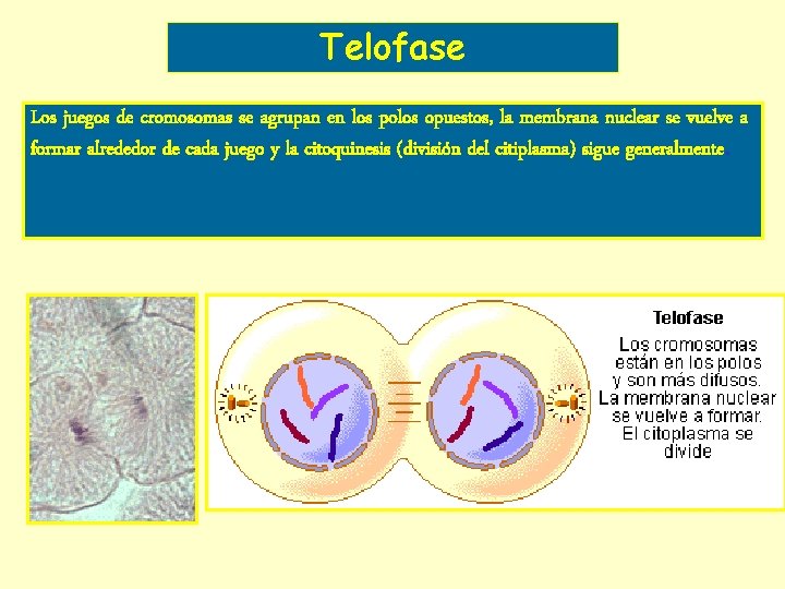Telofase Los juegos de cromosomas se agrupan en los polos opuestos, la membrana nuclear