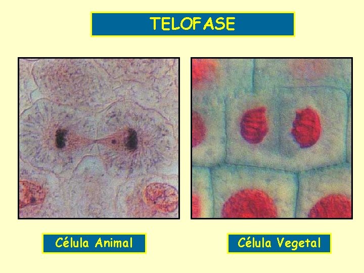 TELOFASE Célula Animal Célula Vegetal 
