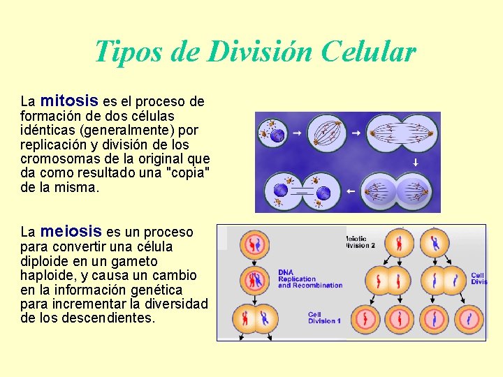 Tipos de División Celular La mitosis es el proceso de formación de dos células