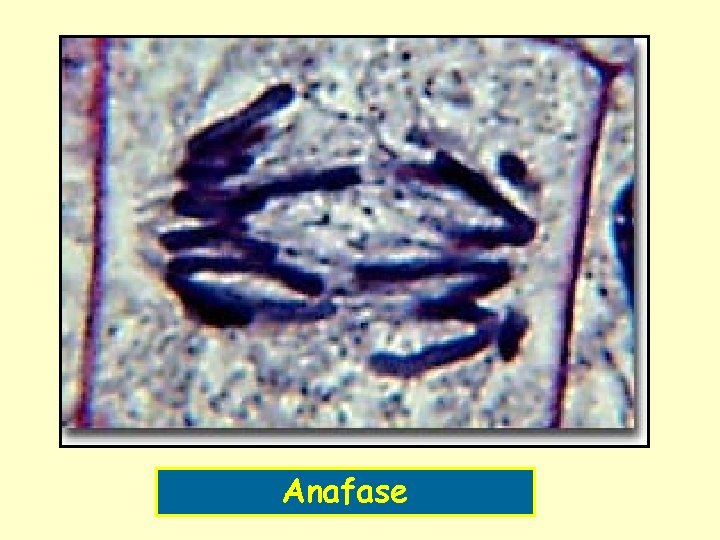 Anafase 