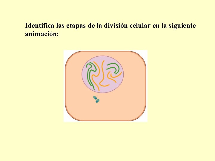 Identifica las etapas de la división celular en la siguiente animación: 