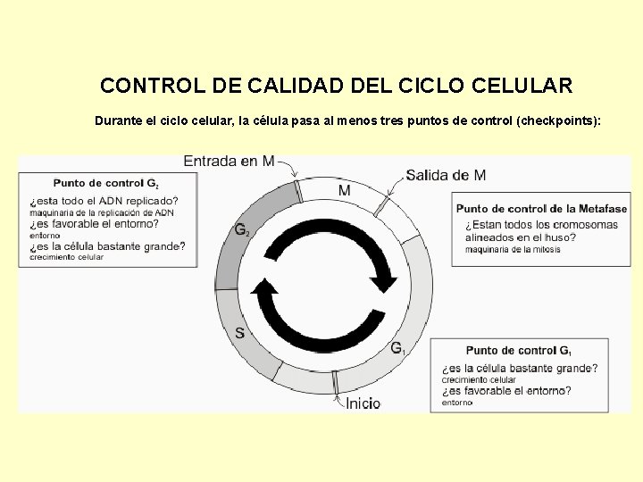 CONTROL DE CALIDAD DEL CICLO CELULAR Durante el ciclo celular, la célula pasa al