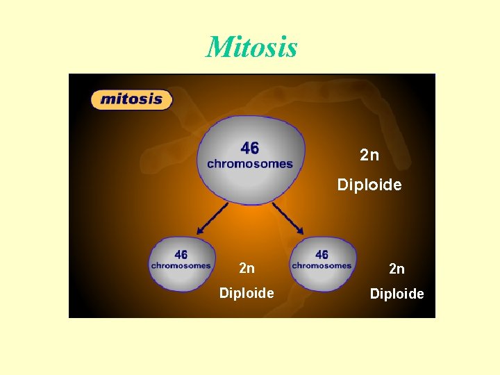 Mitosis 2 n Diploide 2 n 2 n Diploide 