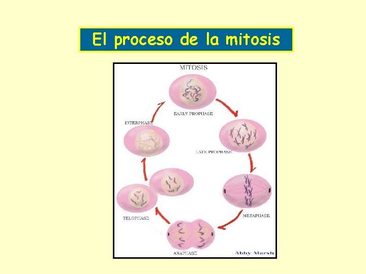 El proceso de la mitosis 
