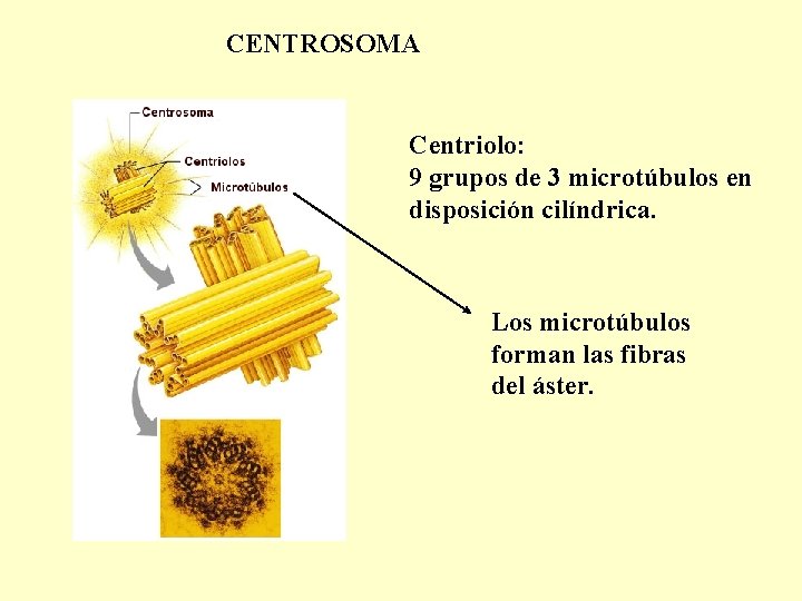 CENTROSOMA Centriolo: 9 grupos de 3 microtúbulos en disposición cilíndrica. Los microtúbulos forman las