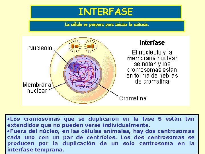 INTERFASE La célula se prepara iniciar la mitosis. • Los cromosomas que se duplicaron