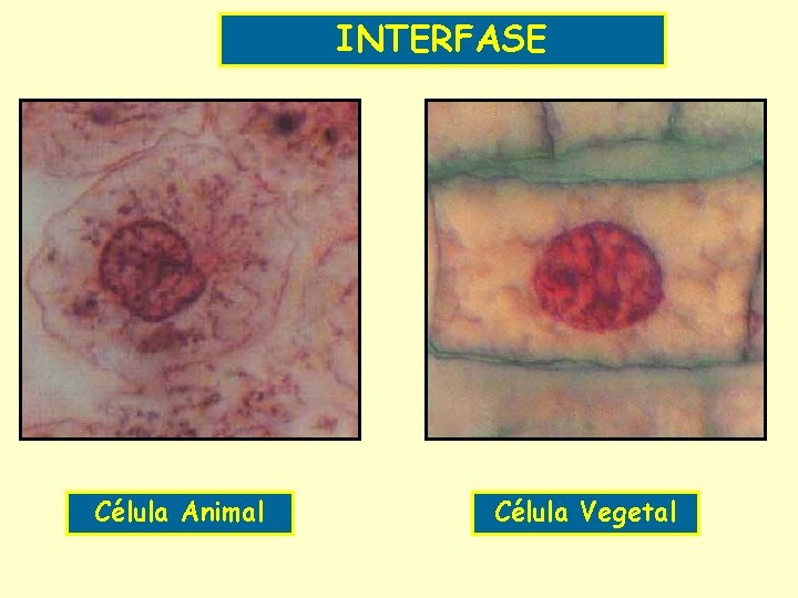 INTERFASE Célula Animal Célula Vegetal 