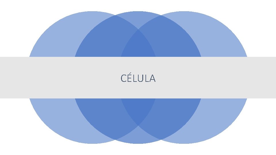 CÉLULA 