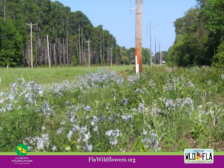 Fla. Wildflowers. org 