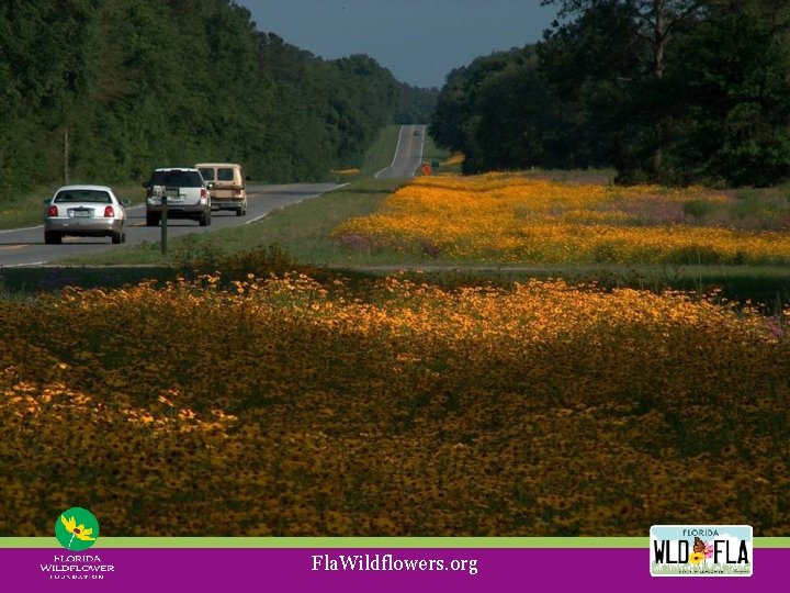 Fla. Wildflowers. org 