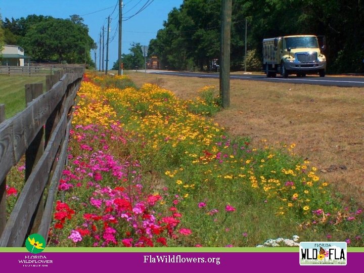 Fla. Wildflowers. org 