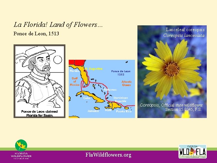 La Florida! Land of Flowers… Ponce de Leon, 1513 Lanceleaf coreopsis Coreopsis lanceolata Coreopsis,