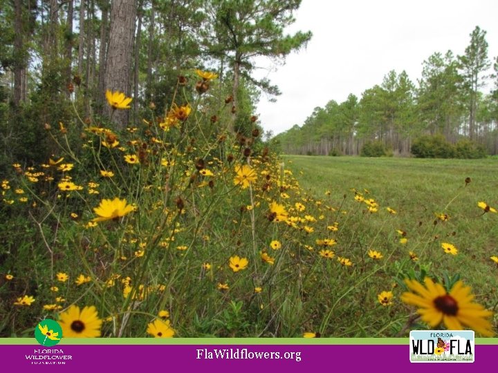 Fla. Wildflowers. org 