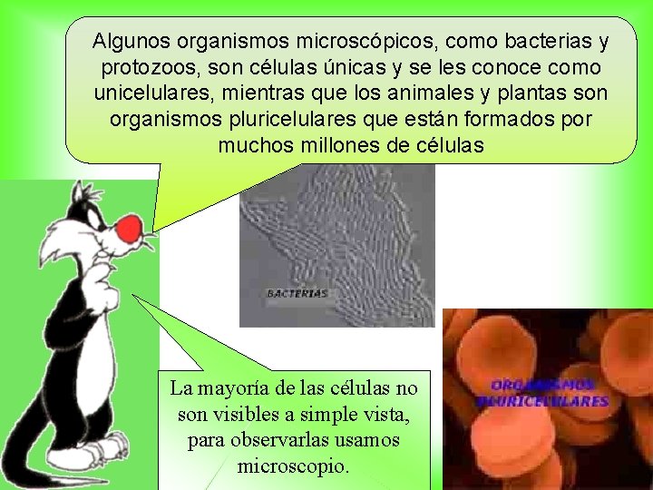 Algunos organismos microscópicos, como bacterias y protozoos, son células únicas y se les conoce