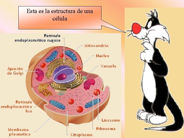 Esta es la estructura de una célula 