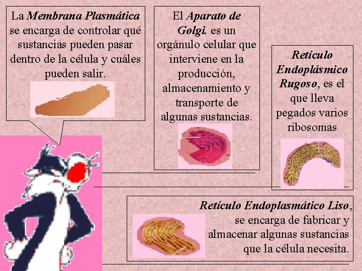 La Membrana Plasmática se encarga de controlar qué sustancias pueden pasar dentro de la