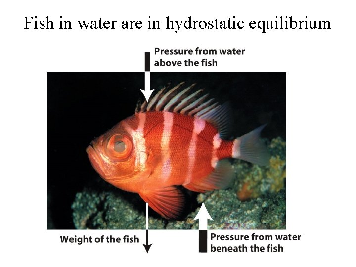 Fish in water are in hydrostatic equilibrium 