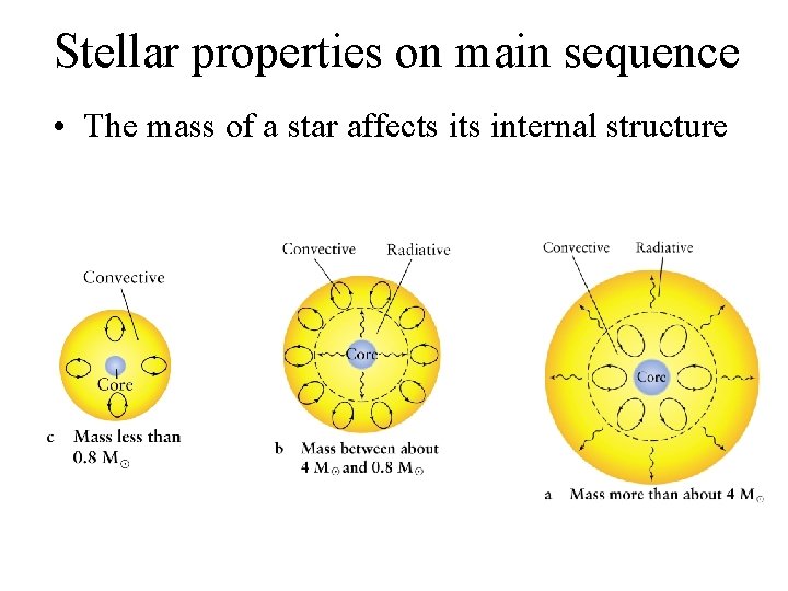 Stellar properties on main sequence • The mass of a star affects internal structure
