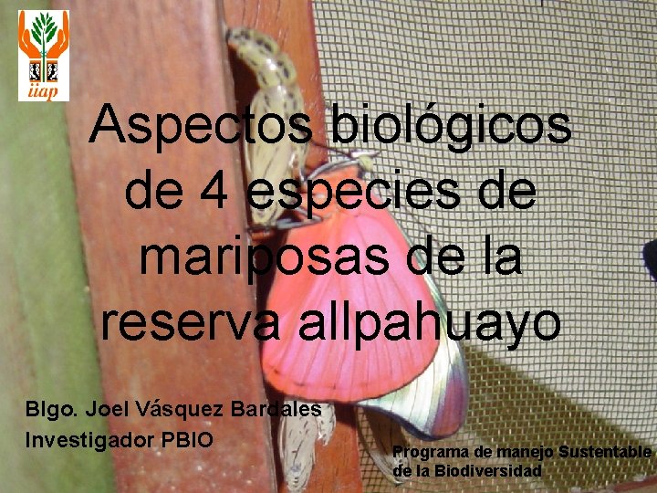 Aspectos biológicos de 4 especies de mariposas de la reserva allpahuayo Blgo. Joel Vásquez