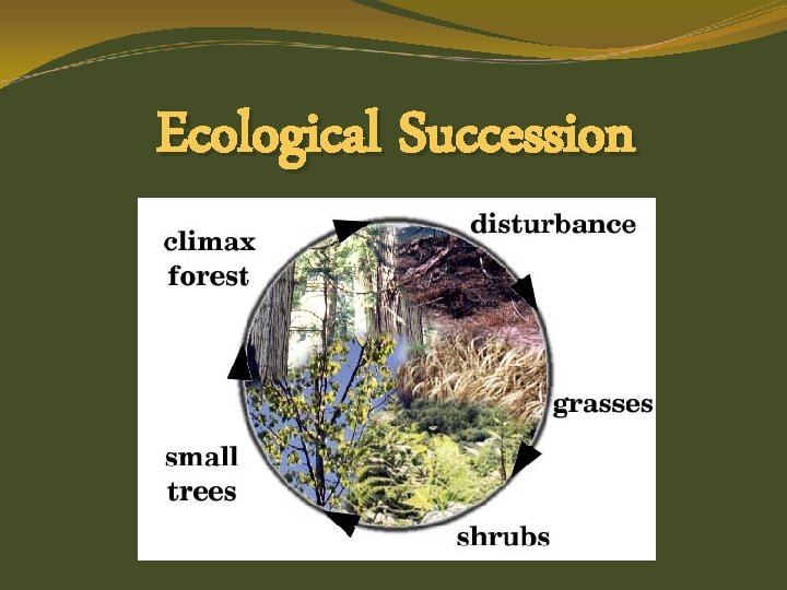 Ecological Succession 